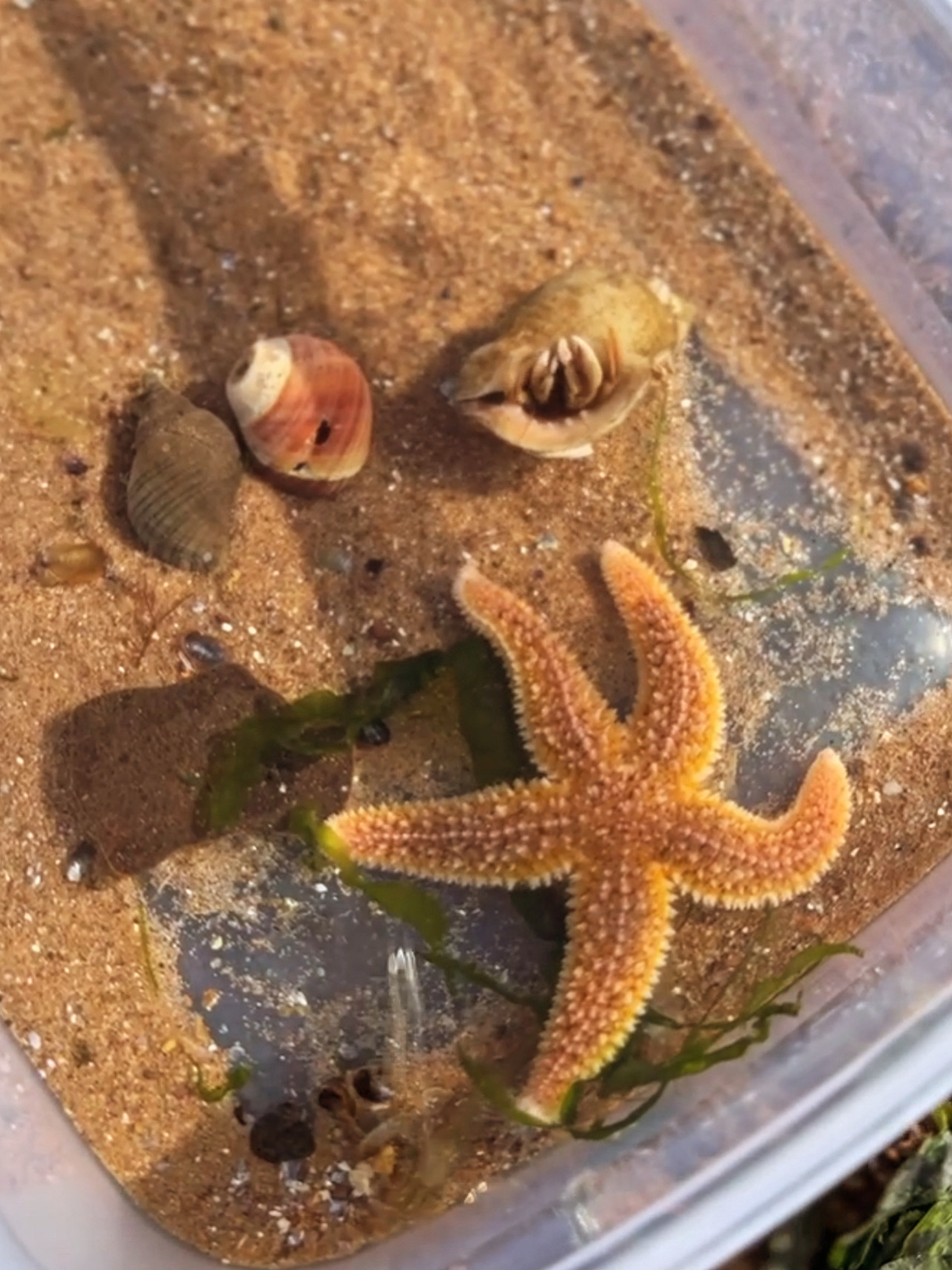 Rockpooling Session ~ Saturday 4th July 3-4pm